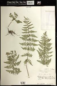 Cheilanthes lozanoi image