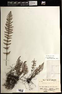 Notholaena galeottii image