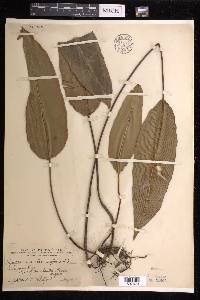 Syngramma alismifolia image