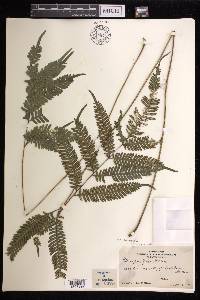 Pteris biaurita image