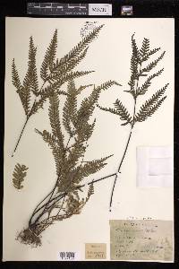 Pteris ligulata image