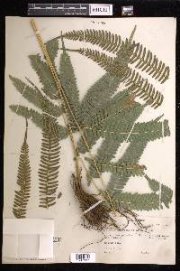 Pteris quadriaurita image