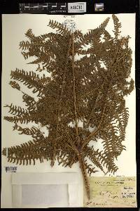 Pteris tripartita image