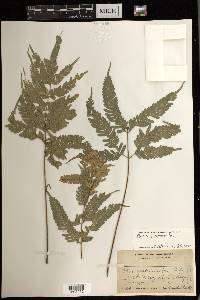 Pteris blumeana image