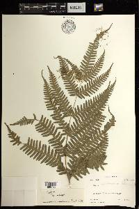 Pteris puberula image