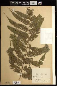 Pteris deflexa image