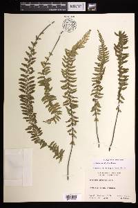 Asplenium sessilifolium image