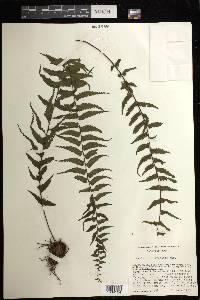 Asplenium harpeodes image