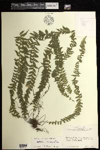 Asplenium mucronatum image