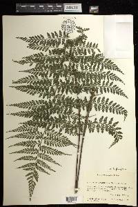 Asplenium blepharophorum image