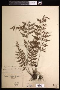 Asplenium aethiopicum subsp. aethiopicum image