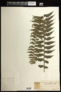 Asplenium hastatum image