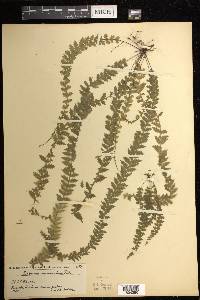 Asplenium mucronatum image