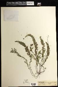 Asplenium myriophyllum image