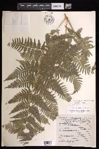 Pteridium feei image