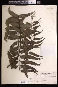 Asplenium persicifolium image