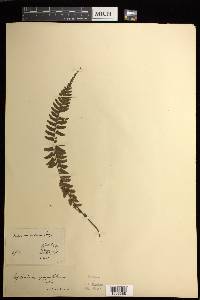 Asplenium erectum image