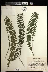 Asplenium erectum var. usambarense image