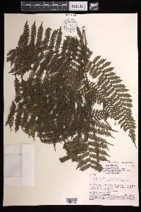 Cyathea lasiosora image