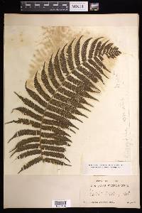 Cyathea armata image