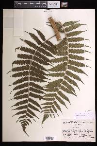 Cyathea aspera image