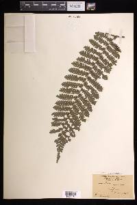 Cyathea austroamericana image