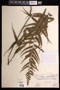 Asplenium tenerum image