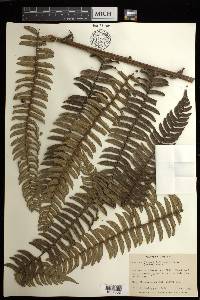 Cyathea sagittifolia image