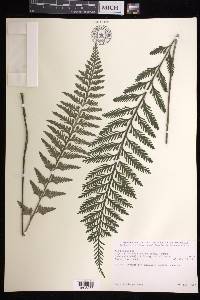 Asplenium rutifolium image