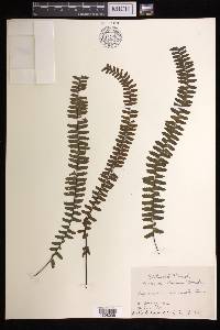 Asplenium normale image