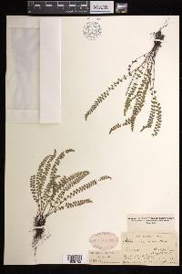 Asplenium viride image