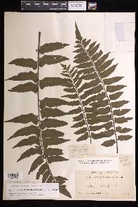 Hymenasplenium triquetrum image