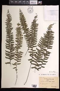 Hymenasplenium cheilosorum image