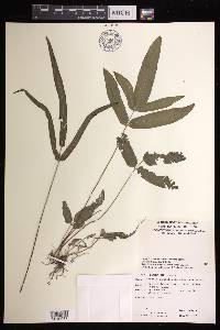 Lindsaea ensifolia image