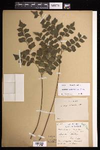 Lindsaea austrosinica image