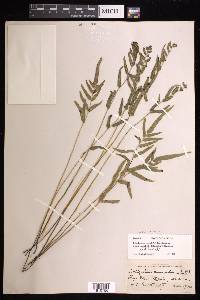 Lindsaea agatii image