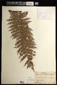 Cyathea affinis image