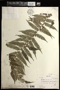 Alsophila spinulosa image
