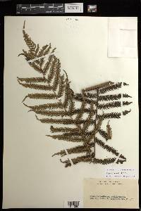 Alsophila fenicis image