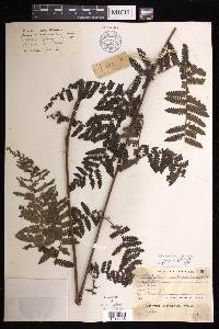 Alsophila geluensis image