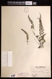 Lindsaea orbiculata image