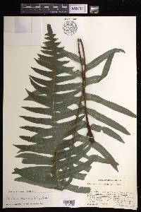 Austroblechnum divergens image