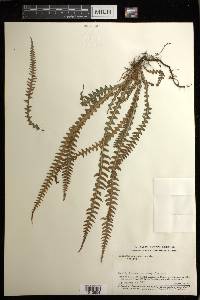 Blechnum asplenioides image