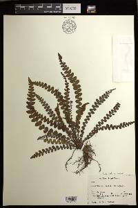 Austroblechnum banksii image