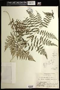 Athyrium deltoidofrons image