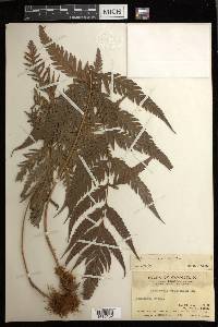 Woodwardia orientalis image