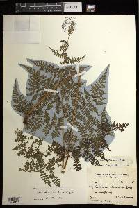 Athyrium atkinsonii image