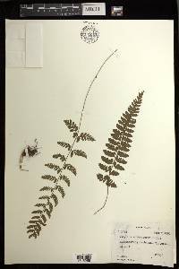 Athyrium anisopterum image