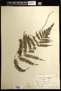 Athyrium tozanense image