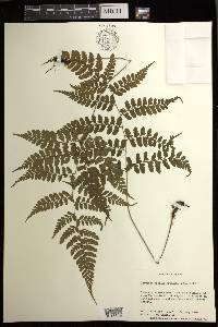 Athyrium vidalii image